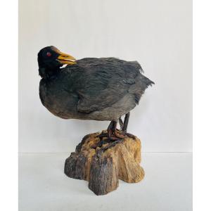 Moorhen 